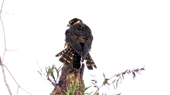 Orange-breasted Falcon (Falco deiroleucus)