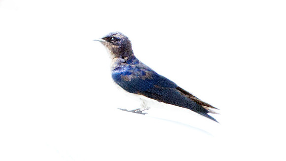Gray-breasted Martin (Progne chalybea)