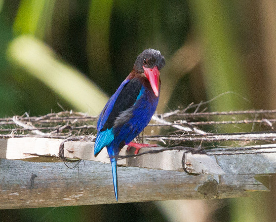 Javan kingfisher (Halcyon cyanoventris)