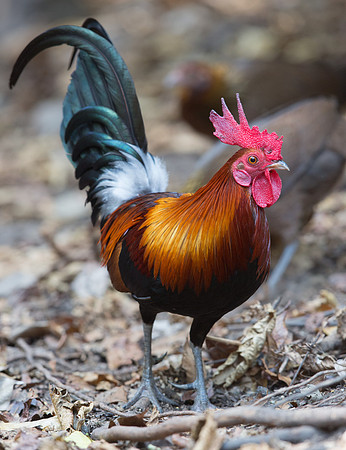 Red junglefowl (Gallus gallus) Male
