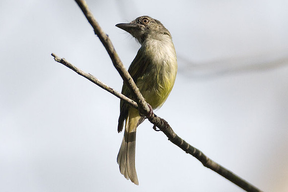 Yellow-olive Flycatcher (Tolmomyias sulphurescens)