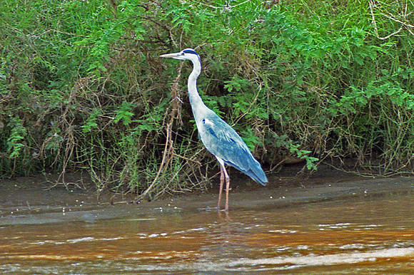Grey Heron (Ardea cinerea)