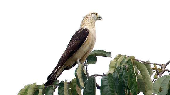 Yellow-headed Caracara (Milvago chimachima)