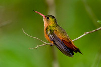 Cinnamon Hummingbird (Amazilia rutila)