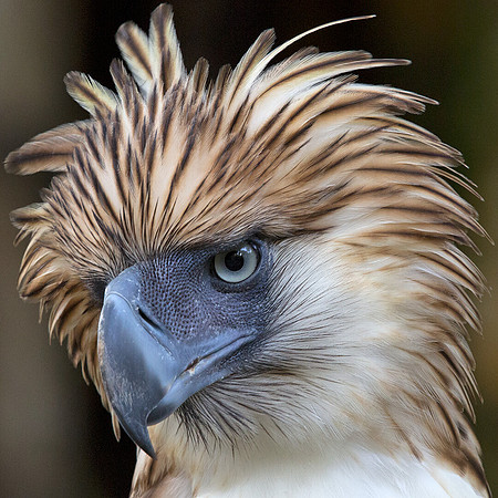 Philippine eagle (Pithecophaga jefferyi)