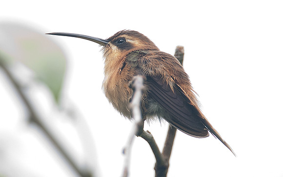 Stripe-throated Hermit (Phaethornis striigularis)