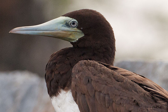 Brown Booby (Sula leucogaster)