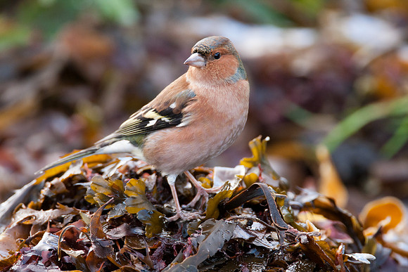 Chaffinch (Fringilla coelebs) male