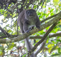 Eastern lesser bamboo lemur (Hapalemur griseus)