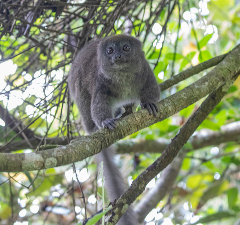 Eastern lesser bamboo lemur (Hapalemur griseus)
