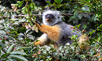 diademed sifaka (Propithecus diadema)