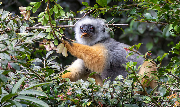 diademed sifaka (Propithecus diadema)
