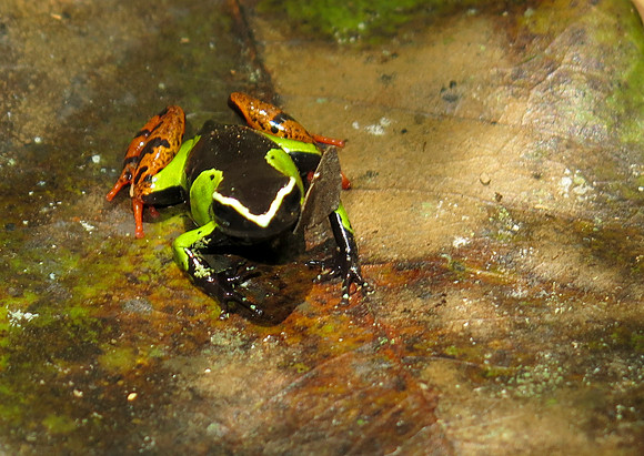 Mantella Frog - topside