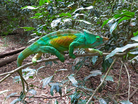 Parson's chameleon (Calumma parsonii)