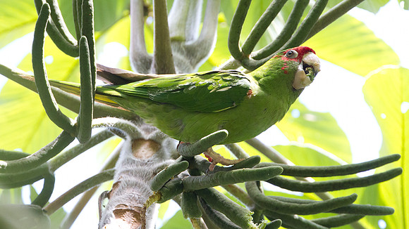 Mitred Parakeet (Aratinga mitrata)
