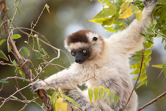 Verreaux's sifaka (Propithecus verreauxi)