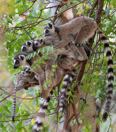 ring-tailed lemur (Lemur catta)