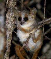 gray mouse lemur (Microcebus murinus),