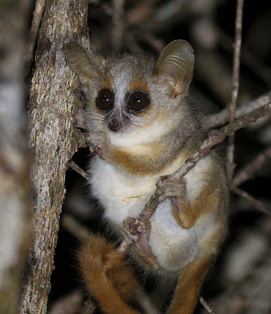 gray mouse lemur (Microcebus murinus),