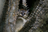 white-footed sportive lemur (Lepilemur leucopus)