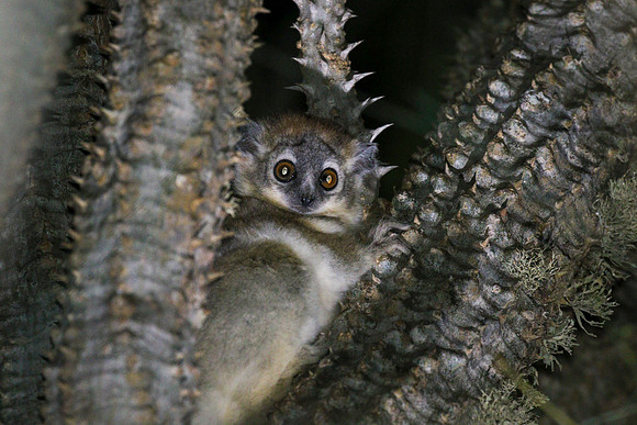 white-footed sportive lemur (Lepilemur leucopus)