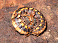 Yellow-banded Millipede