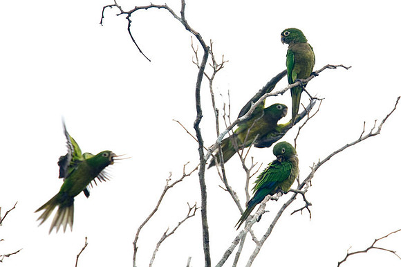 Olive-throated Parakeet (Aratinga nana)