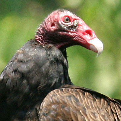 Turkey Vulture (Cathartes aura)