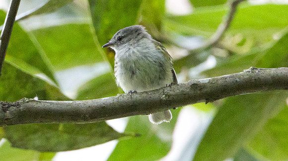 Sclater's Tyrannulet (Phyllomyias sclateri)