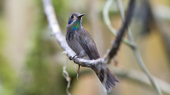 Brown Violetear (Colibri delphinae)