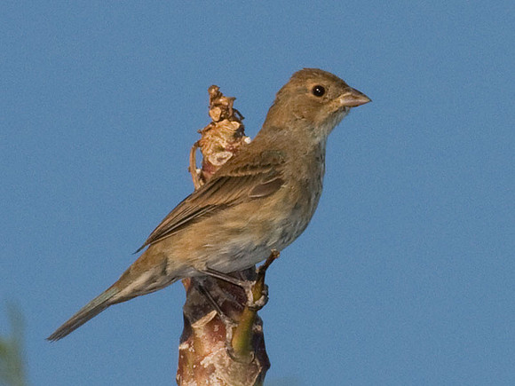 Indigo Bunting (Passerina cyanea) male