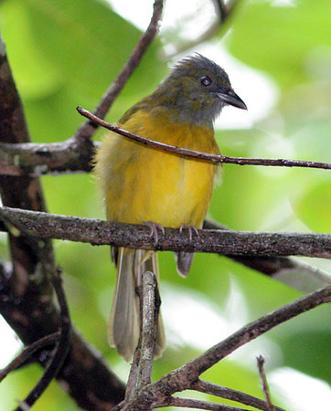 Grey-headed Tanager (Eucometis penicillata)