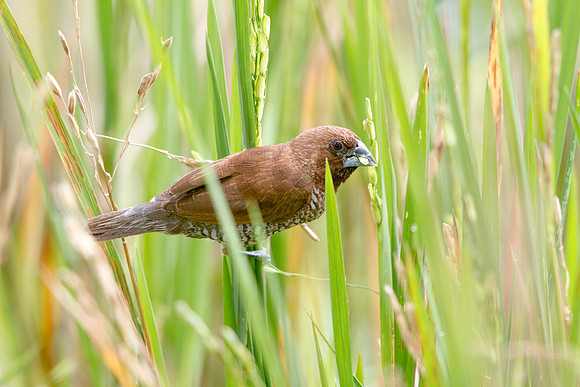 Scaly-breasted munia (Lonchura punctulata)