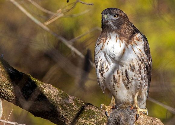 red-tailed hawk (Buteo jamaicensis)