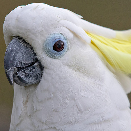 Sulphur-crested cockatoo (Cacatua galerita)