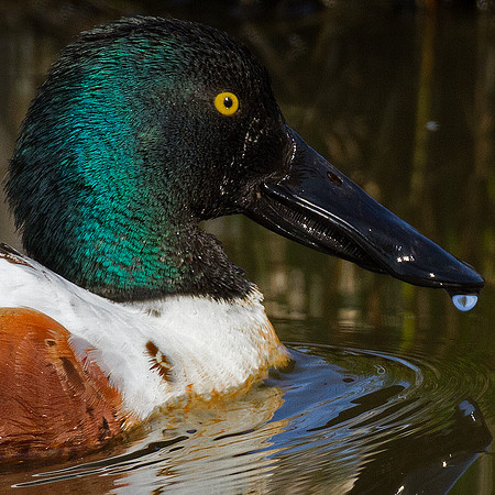 Northern Shoveler (Anas clypeata)
