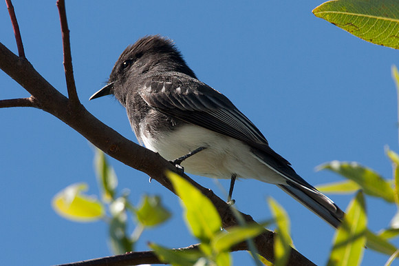 Black Phoebe (Sayornis nigricans)