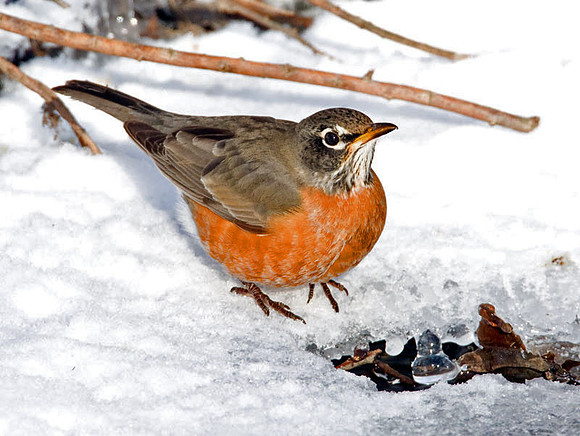 American Robin (Turdus migratorius) also known as North American Robin