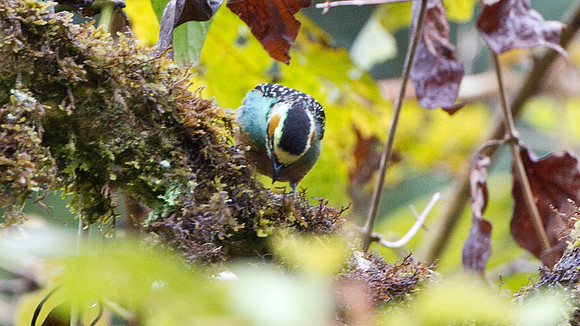 Golden-eared Tanager (Tangara chrysotis)