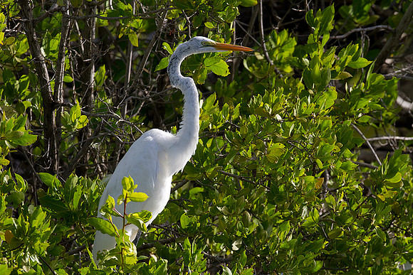 Great Egret (Ardea alba)