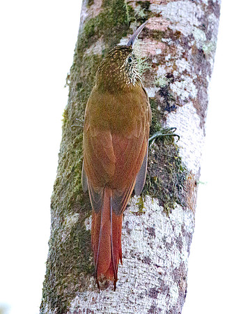 Montane Woodcreeper (Lepidocolaptes lacrymiger)