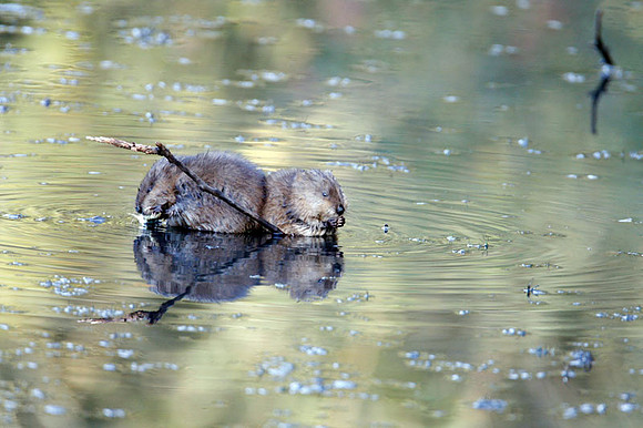 Muskrat (Ondatra zibethicus)