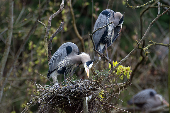 Great Blue Heron (Ardea herodias)