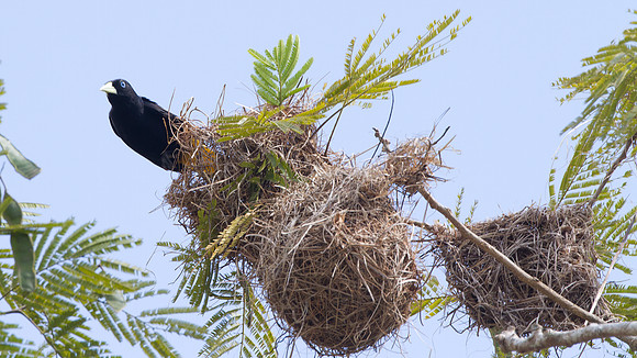 Yellow-rumped Cacique (Cacicus cela)