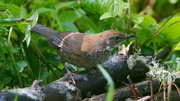 Javan bush warbler (Locustella montis)
