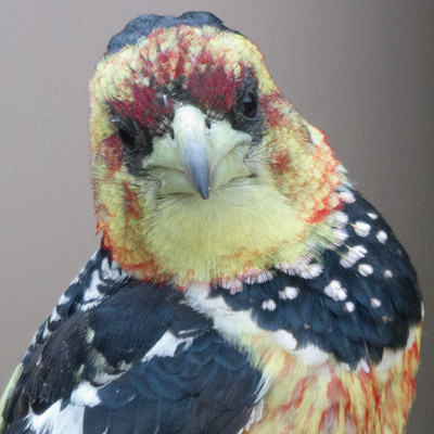 Crested Barbet (Trachyphonus vaillantii)