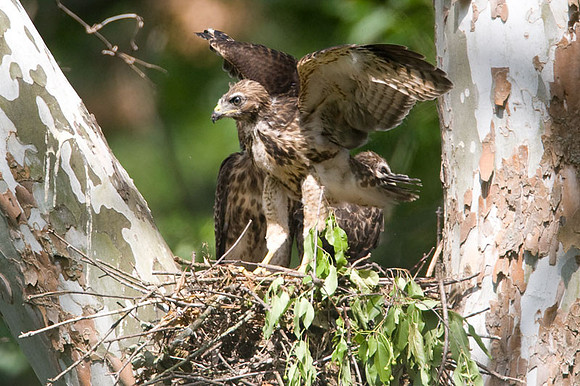 Red-shouldered Hawk (Buteo lineatus) juvenile