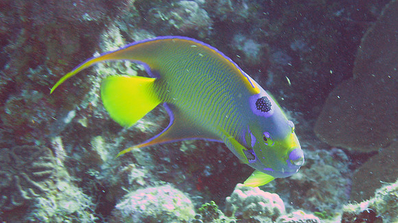 Queen Angelfish (Holacanthus ciliaris)