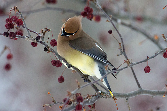 Cedar Waxwing (Bombycilla cedrorum)