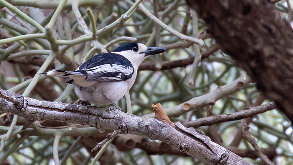 hook-billed vanga (Vanga curvirostris)
